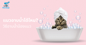 แมวอาบน้ำได้ไหม