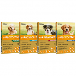 (ลด 50% Exp.10/24) Advocate Spot On for Dogs – แอดโวเคท ยาหยอดป้องกันและกำจัดเห็บหมัดสำหรับสุนัข