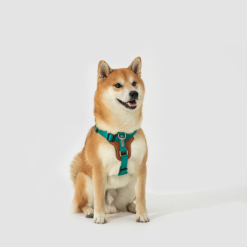 Dr.Choice Poppy Harness and Landyard – ด๊อกเตอร์ ช๊อยส์ ชุดสายจูงและสายรัดอกสำหรับสัตว์เลี้ยง