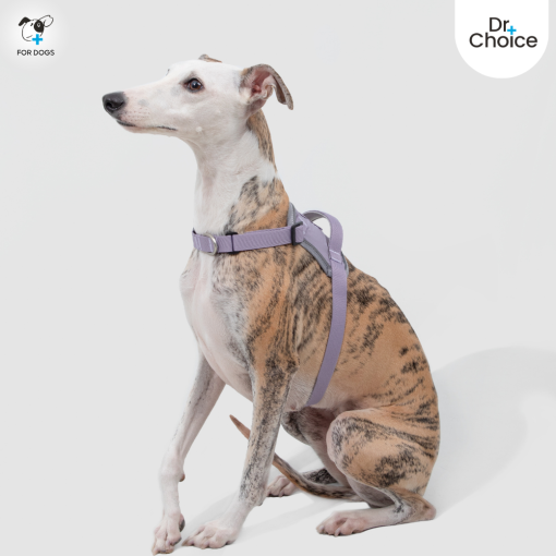 Dr.Choice Valley Harness and Landyard - ด๊อกเตอร์ ช๊อยส์ ชุดสายจูงและสายรัดอกสำหรับสุนัข - Image 6