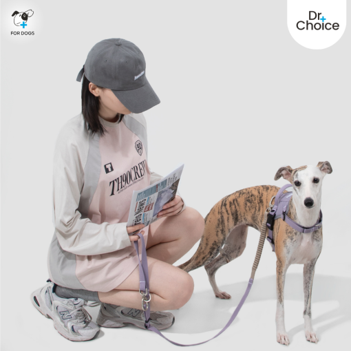 Dr.Choice Valley Harness and Landyard - ด๊อกเตอร์ ช๊อยส์ ชุดสายจูงและสายรัดอกสำหรับสุนัข - Image 3