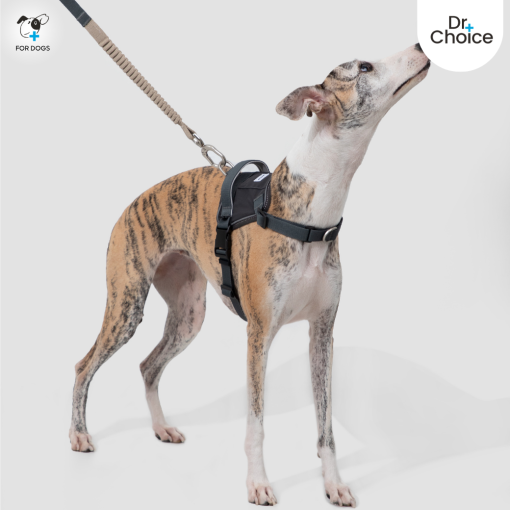 Dr.Choice Valley Harness and Landyard - ด๊อกเตอร์ ช๊อยส์ ชุดสายจูงและสายรัดอกสำหรับสุนัข - Image 5