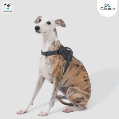 Dr.Choice Valley Harness and Landyard – ด๊อกเตอร์ ช๊อยส์ ชุดสายจูงและสายรัดอกสำหรับสุนัข